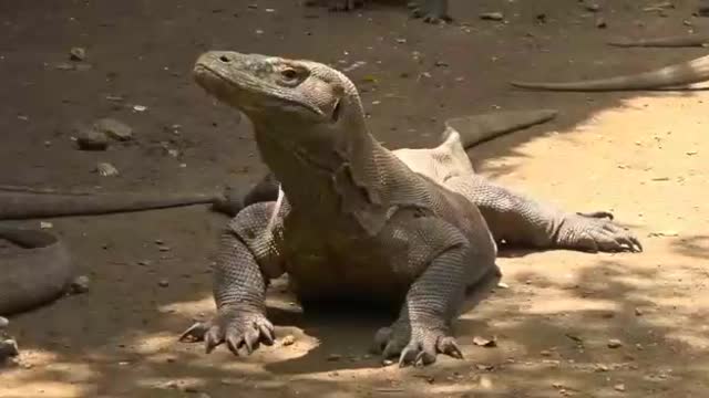 the beauty of Komodo Island in Indonesia