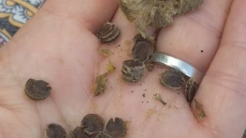 Flowers NE Indiana Hollyhock Seeds I save them share them and grow them!