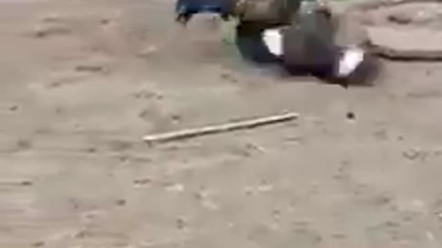 Hens fight very funny video