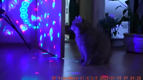 Disco Cat