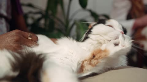 Cute and funny cats