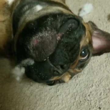 Huxley The French Bulldog