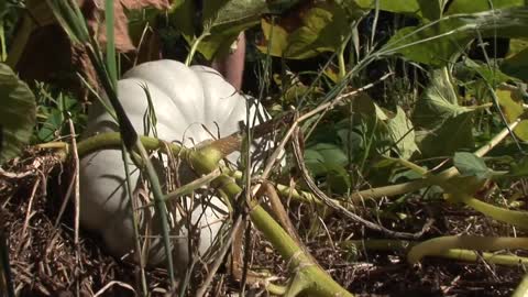 How to harvest pumpkins