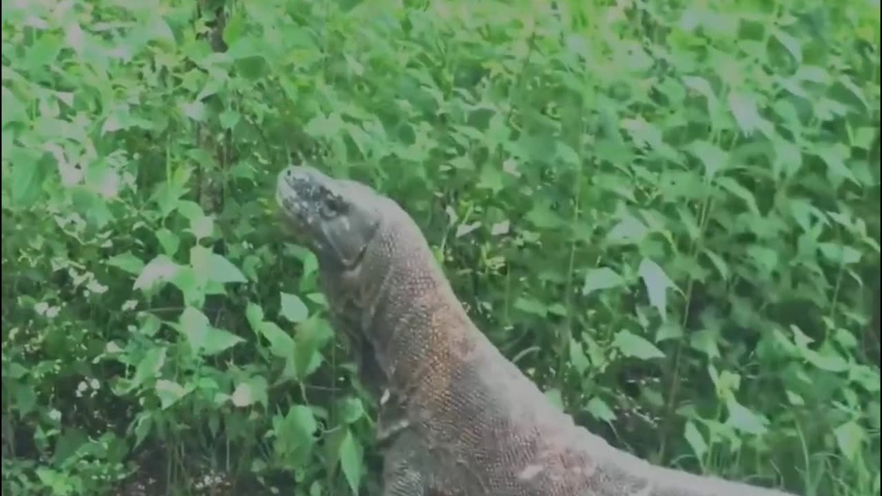 Komodo Dragon eats baby goat alive