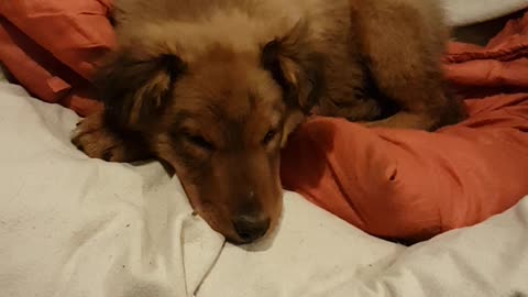 Red / white border collie chilling