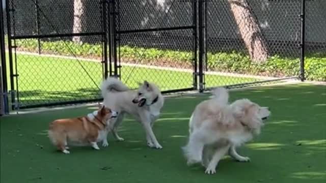 What's like to have a bossy corgi sister as your sister