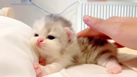 so cute kitten