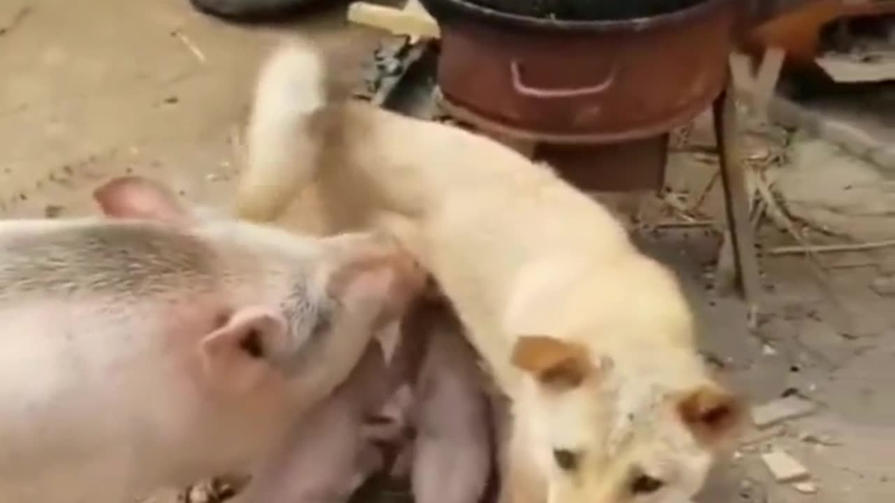 Dog and pig funny video 🤭🤭