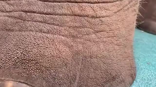 An elephant’s trunk is surprisingly flexible