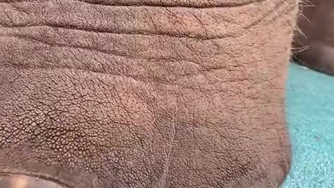 An elephant’s trunk is surprisingly flexible