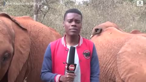 Baby elephant interrupts reporter's piece to camera