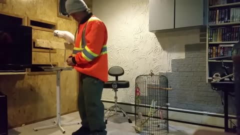 parrot angry