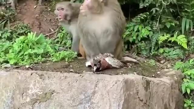 Adorable monkey