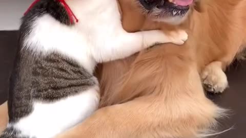 Cat playing with Dog