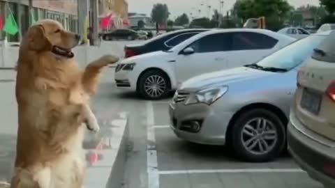 Traffic Funny Dog