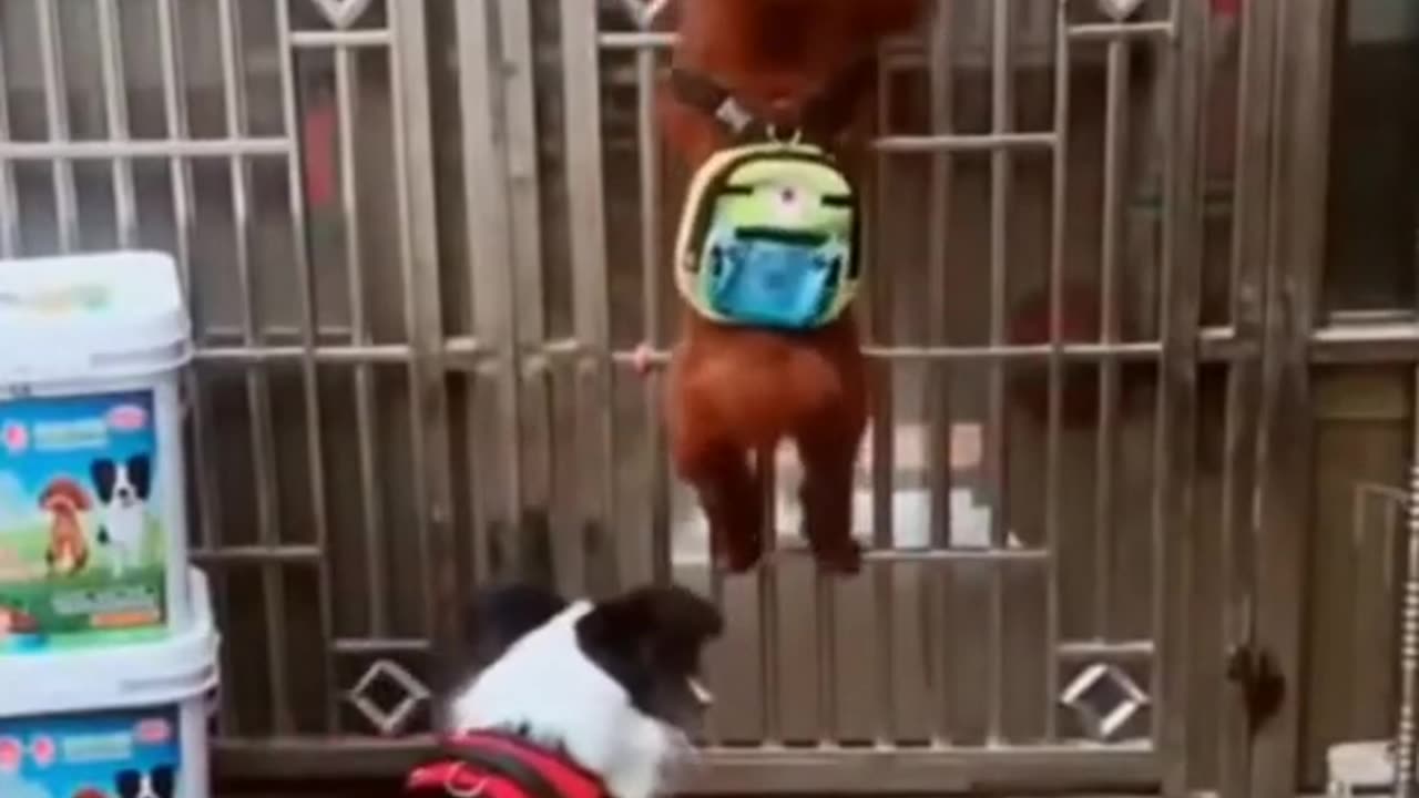 Funny Dog Videos Creative Commons | No Copyrights