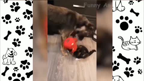 dog help the poor kitten