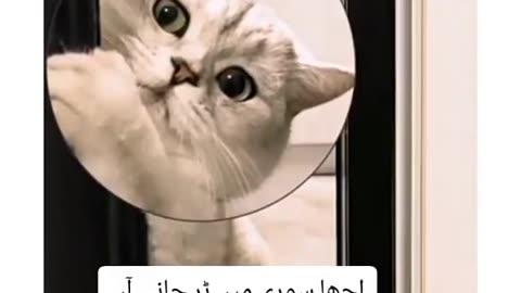 Funny 🐱cat Reaction 🤭🤭🤭🤣