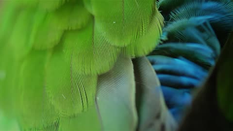 A red-crowned green parrot dress itself up