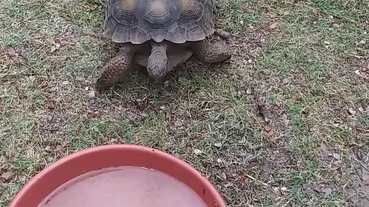 Oreo in the rain