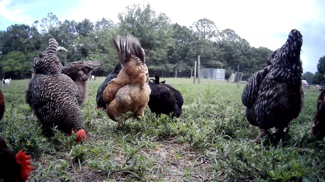 Chickens and Goats Eating