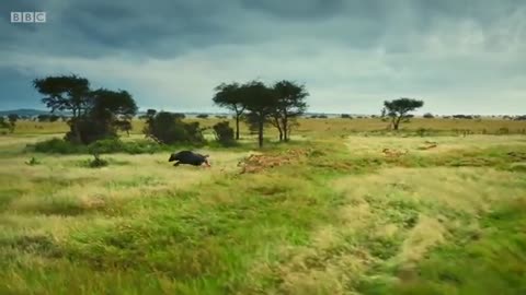 Lion prida to hunt buffalo 🦁 Serengeti II - BBC_Cut1