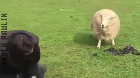 10 Goofy Animals
