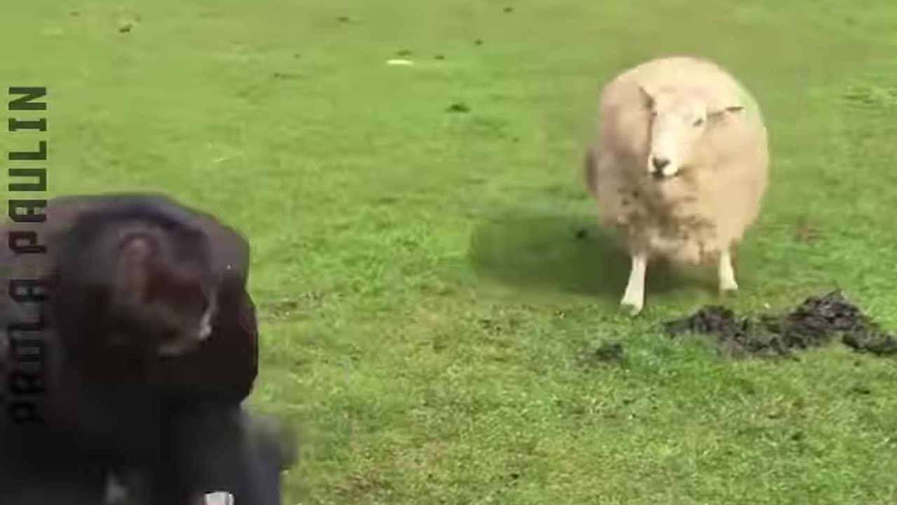 10 Goofy Animals