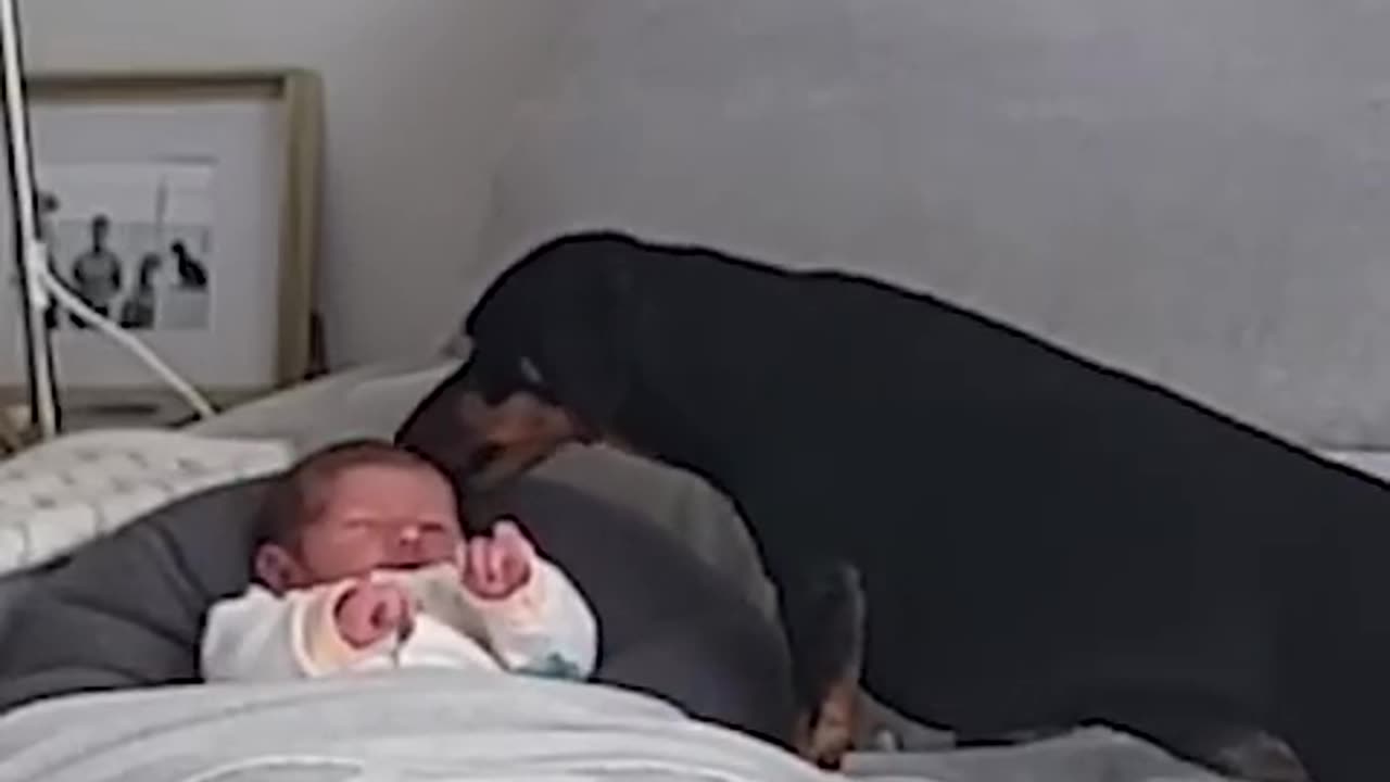 Adorable Dog Cheers Up Crying Baby With Kisses