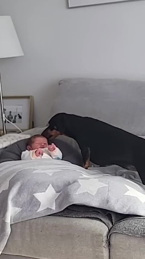 Adorable Dog Cheers Up Crying Baby With Kisses