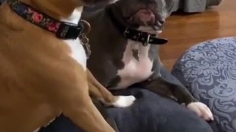 Dog tries to pick up the tv remote