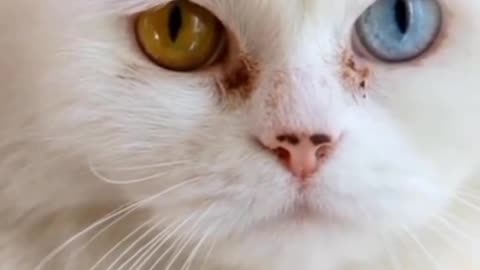 Cat funny video🥰🥰