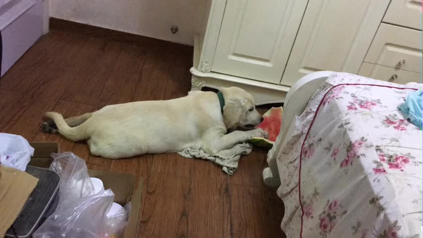 Wronged big white dog