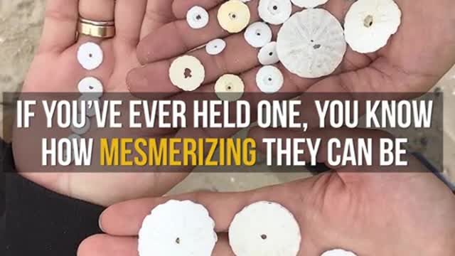 Woman Makes Stunning Realization After Finding Sand Dollar