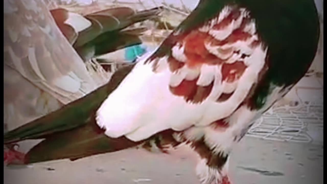 Pigeon Lovers videos