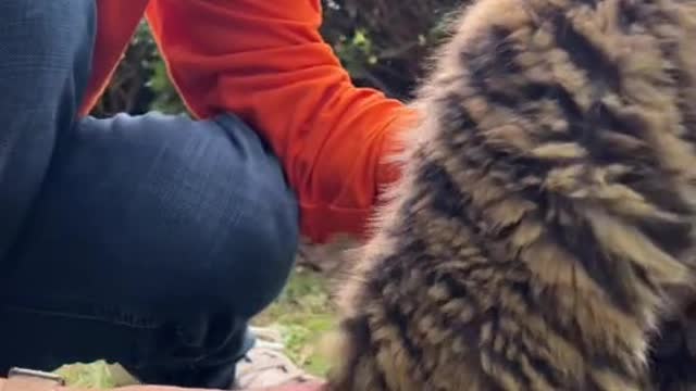 Oh, well, you know, a tigress