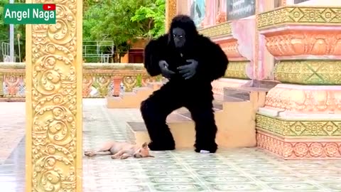 [ Best New Prank ] Fake Gorilla prank Dogs Make Funny Feeling Dogs - Super Funny Duration: