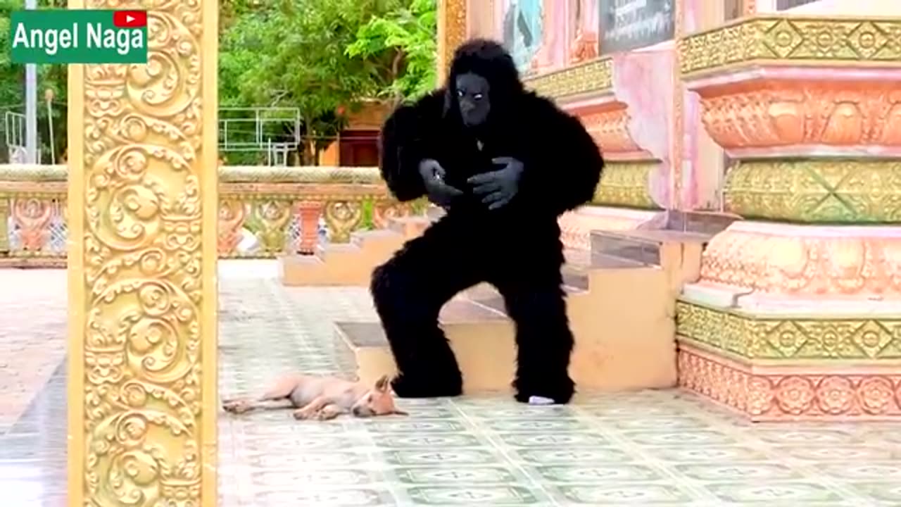 [ Best New Prank ] Fake Gorilla prank Dogs Make Funny Feeling Dogs - Super Funny Duration: