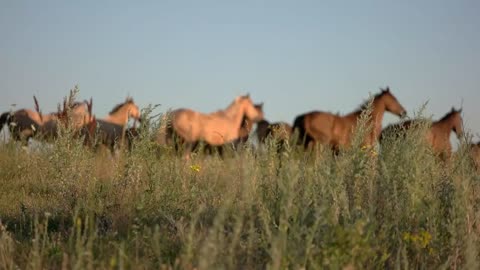 Running horses on sky background. Brown-colored hoofed animals