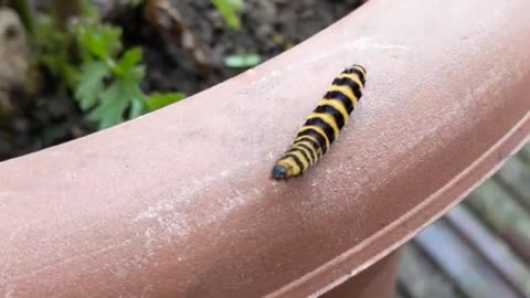 Cinnabar Caterpillar having a wander