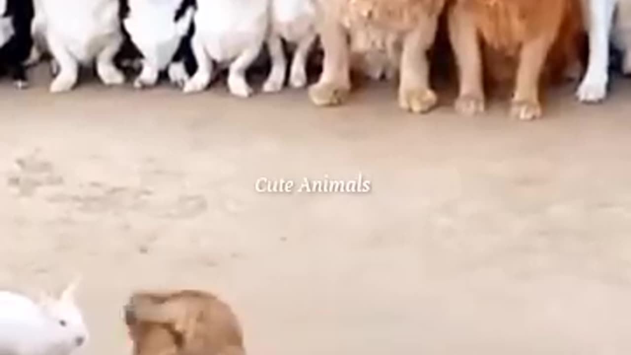 Funny cute animals