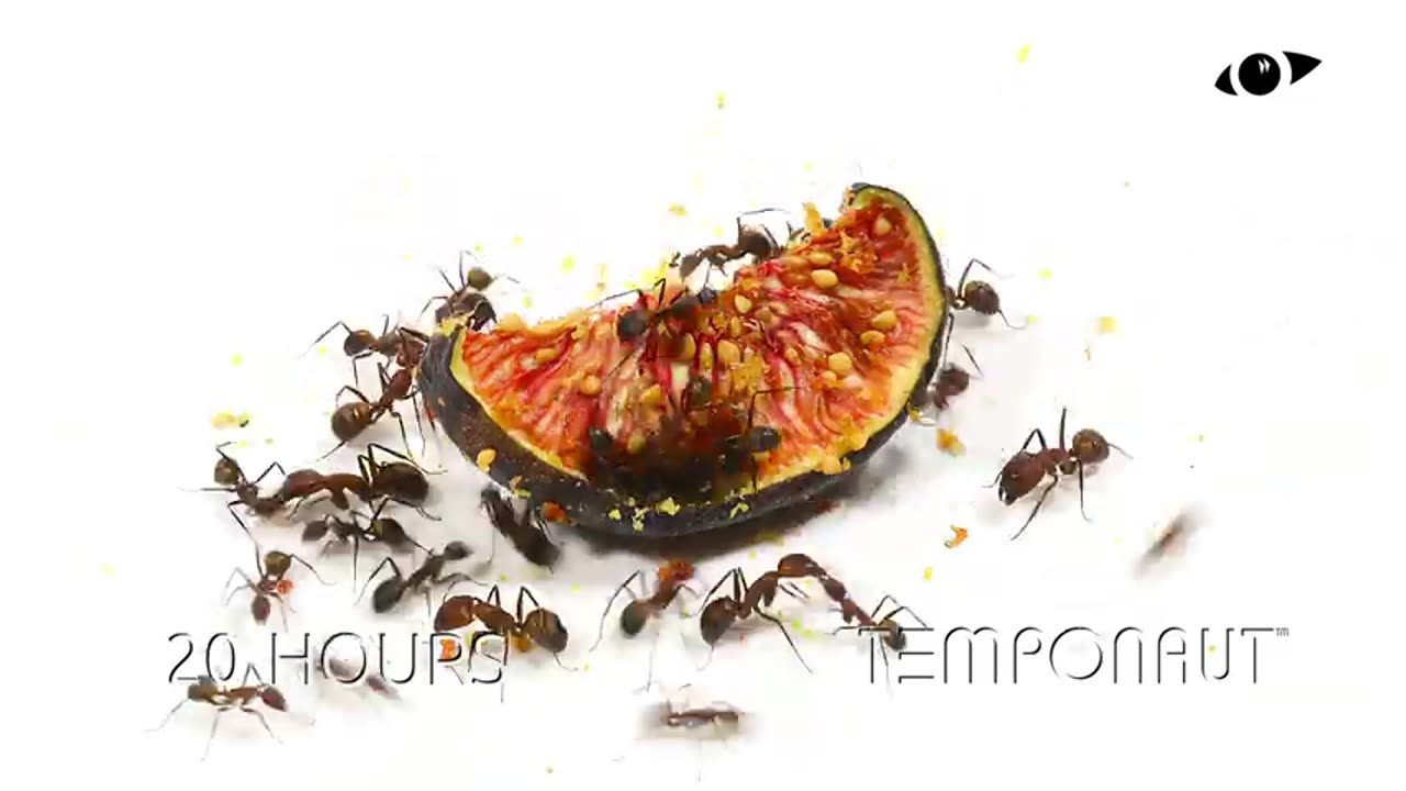 Ants vs Fig Time Lapse