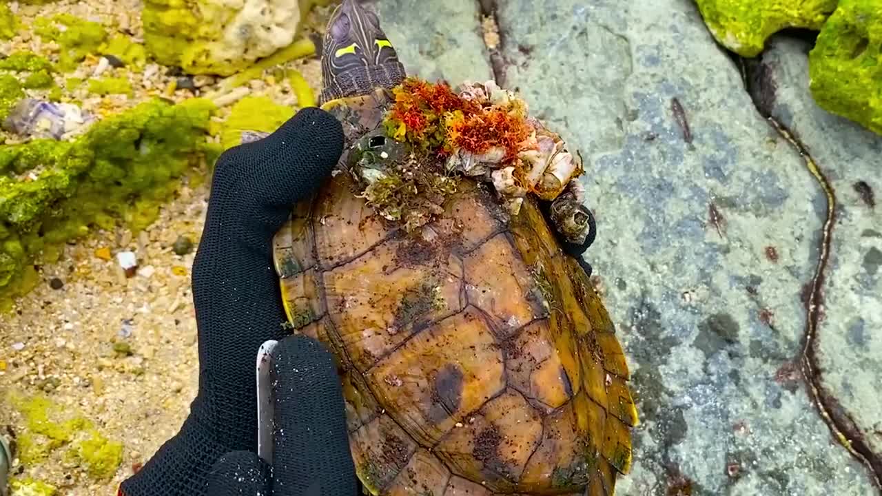 Lucky sea turtle were rescued in time to remove barnacles and the net clinging to the shell