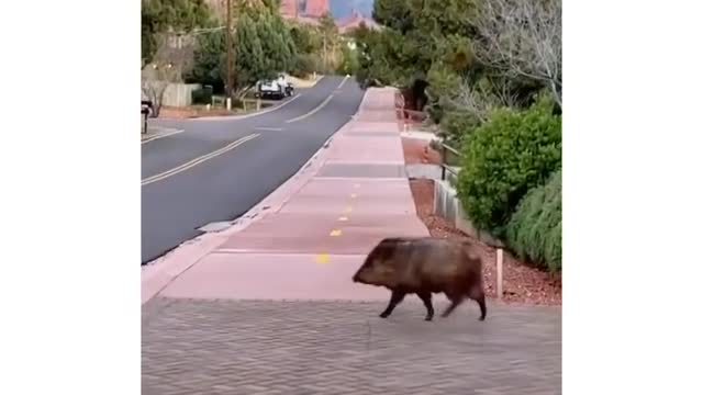 This animal is very cute and can make everyone happy when they see it