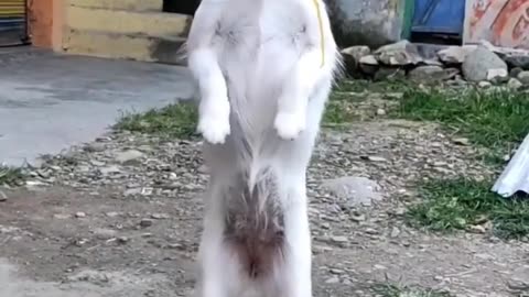 Dog dance