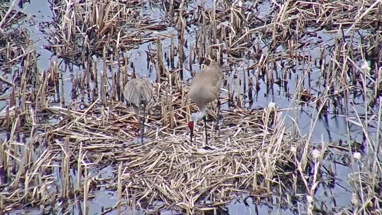 Nesting Sandhill Cranes 2022