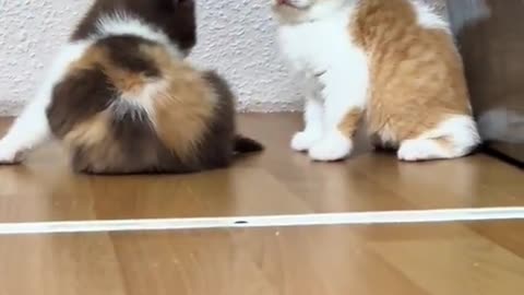 Cute Tiny Kittens