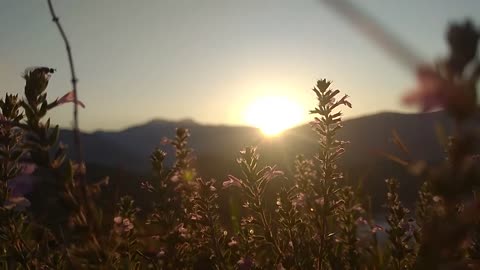 Beautiful Sunrise & The Flowers