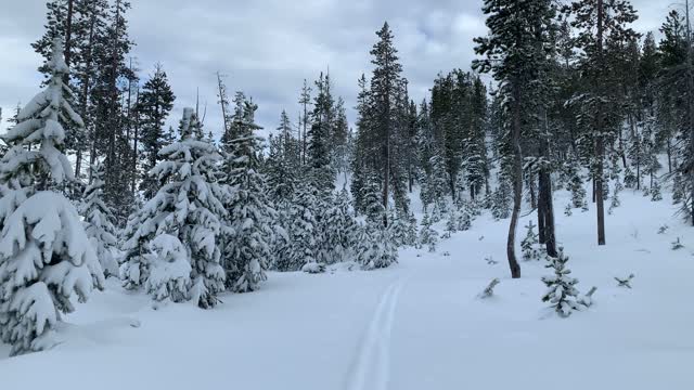 Like a Miniature Christmas Tree Farm – Central Oregon – Vista Butte Sno-Park – 4K