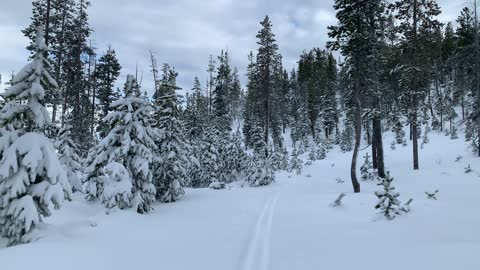Like a Miniature Christmas Tree Farm – Central Oregon – Vista Butte Sno-Park – 4K